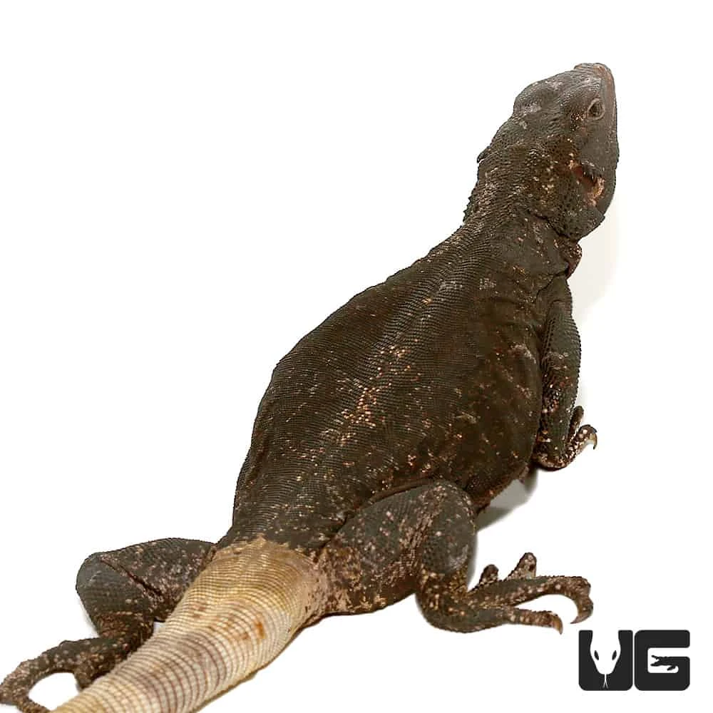 Black And White Chuckwalla - Image 3