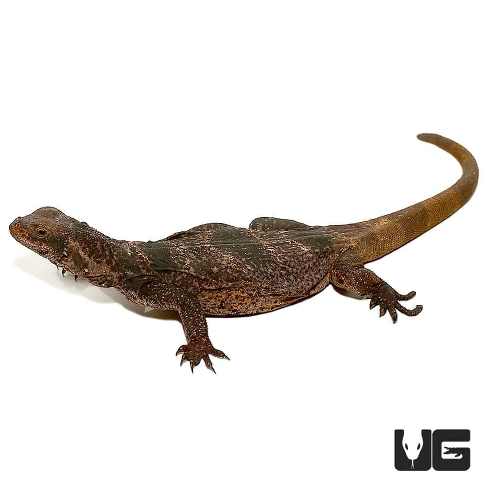 Black And White Chuckwalla - Image 4