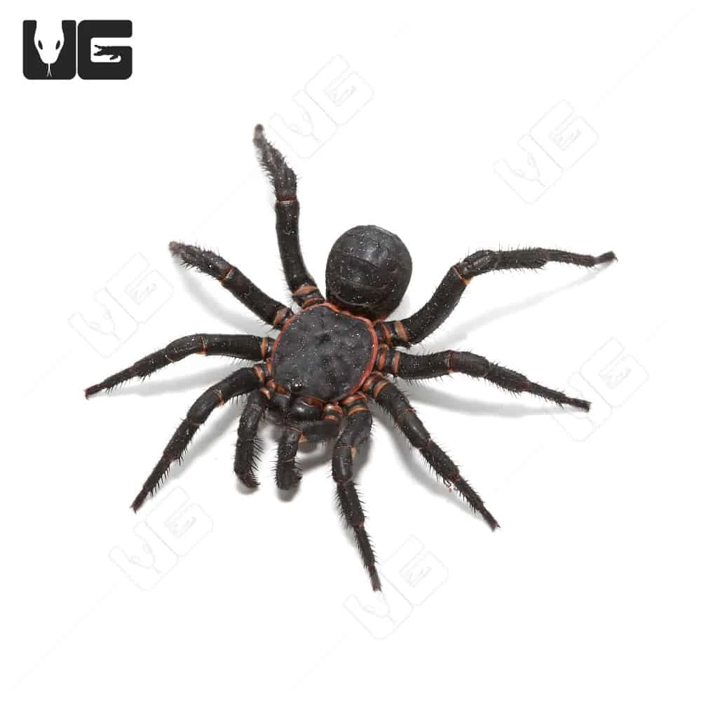 Black Armored Trapdoor Spider (2 – 3”) - Image 4