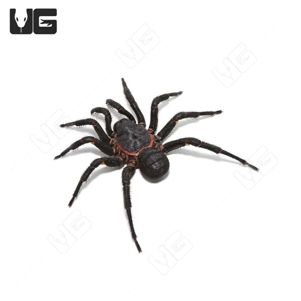 Black Armored Trapdoor Spider (2 – 3”) - Image 3