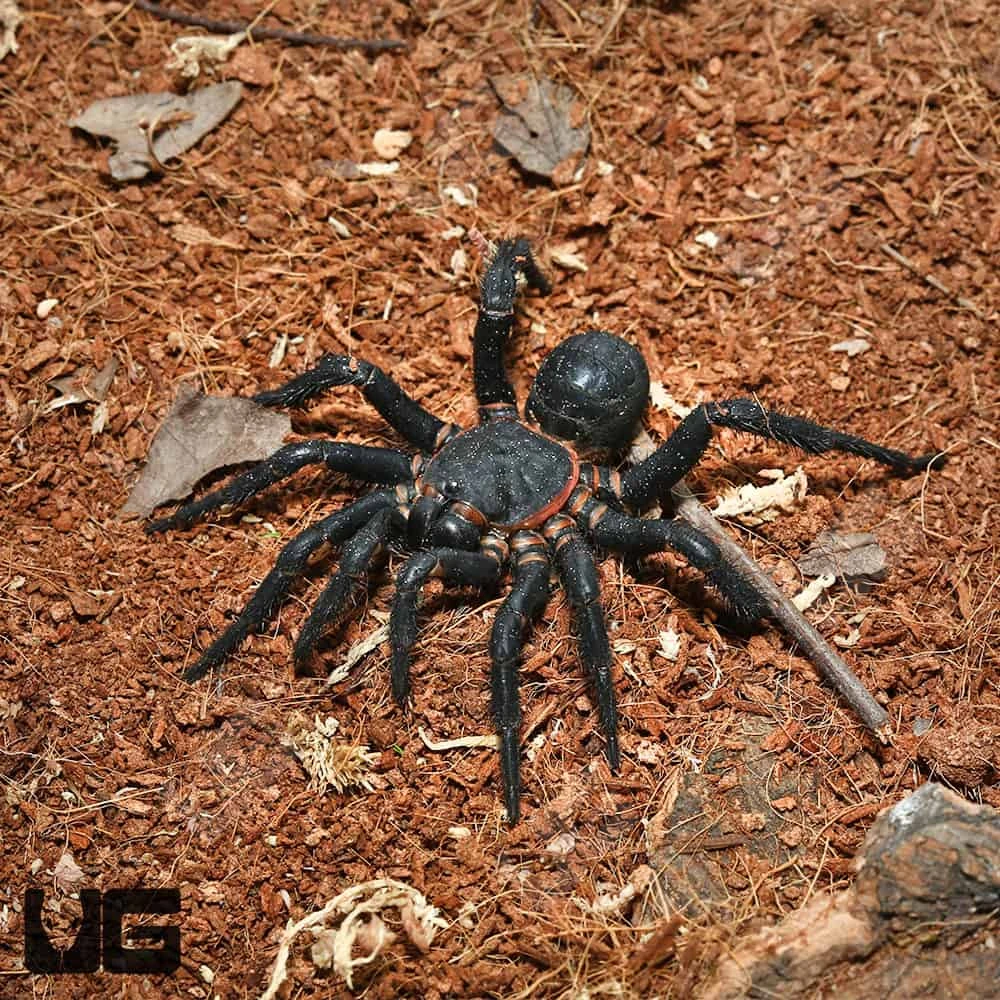 Black Armored Trapdoor Spider (2 – 3”) - Image 2