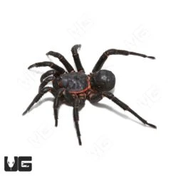 Black Armored Trapdoor Spider (2 – 3”)