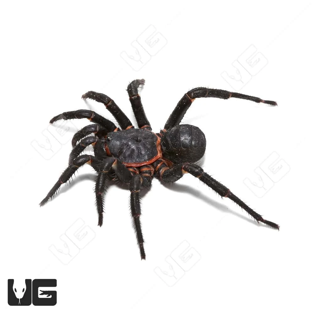 Black Armored Trapdoor Spider (2 – 3”)