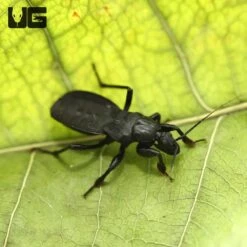 Black Assassin Bug
