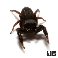 Black Dwarf Jumping Spider (.25”)