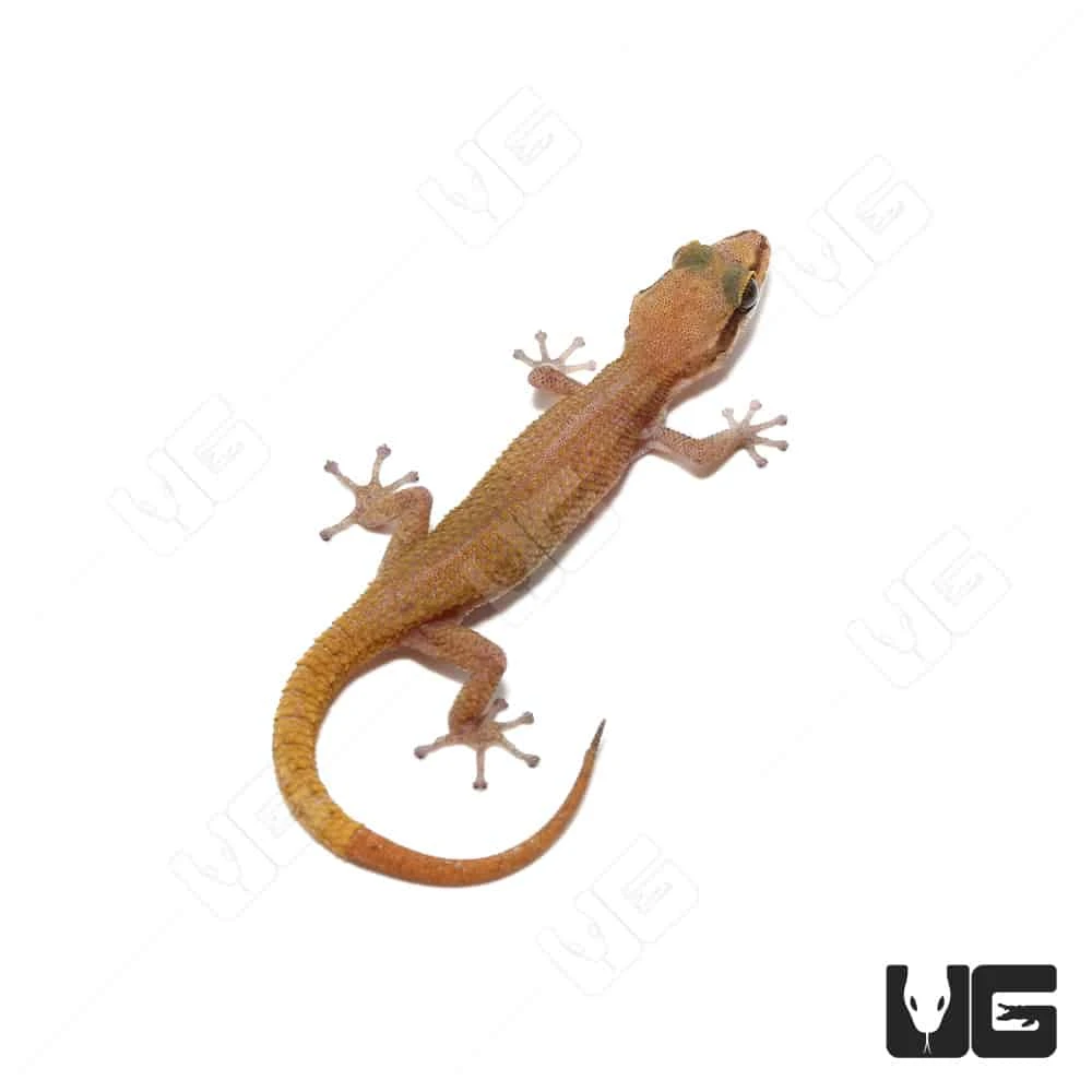 Black Spotted Leaf Toed Gecko - Image 3