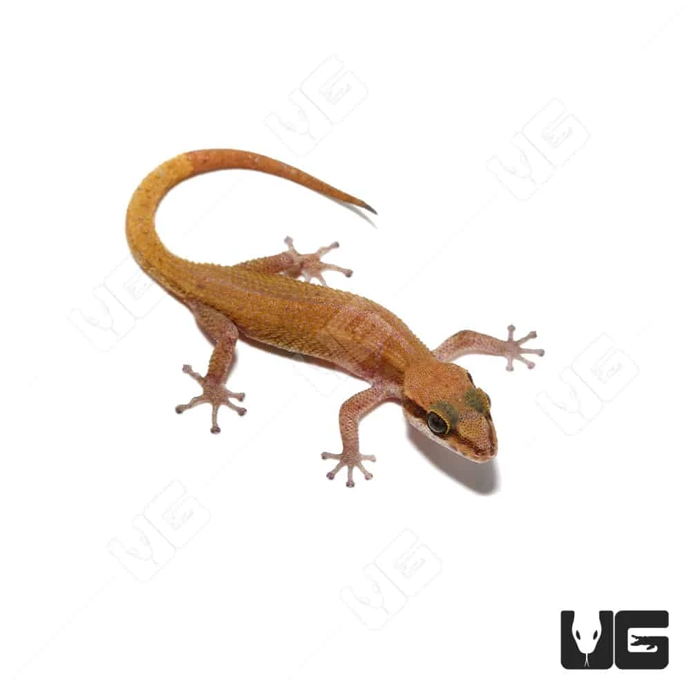 Black Spotted Leaf Toed Gecko - Image 4