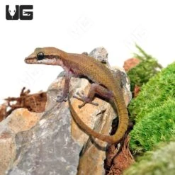 Black Spotted Leaf Toed Gecko