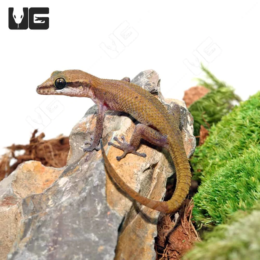 Black Spotted Leaf Toed Gecko