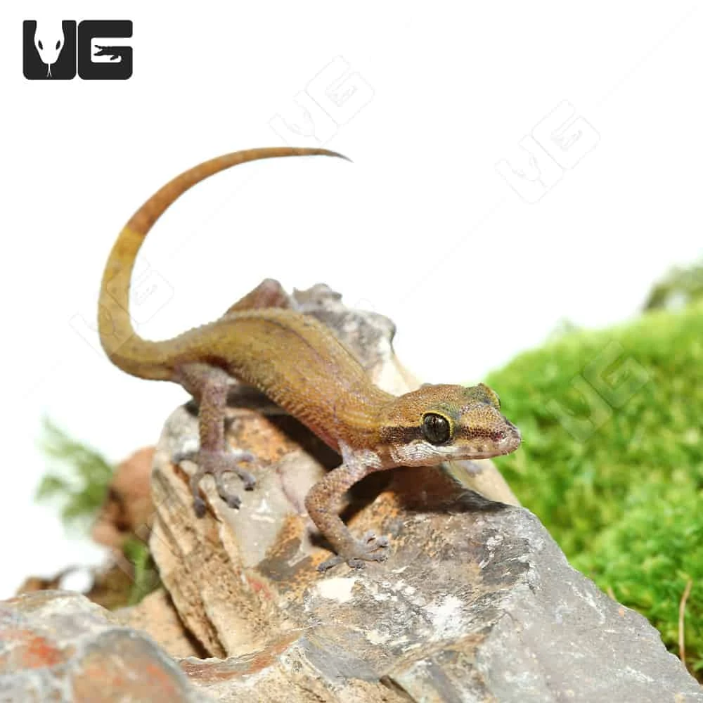 Black Spotted Leaf Toed Gecko - Image 2