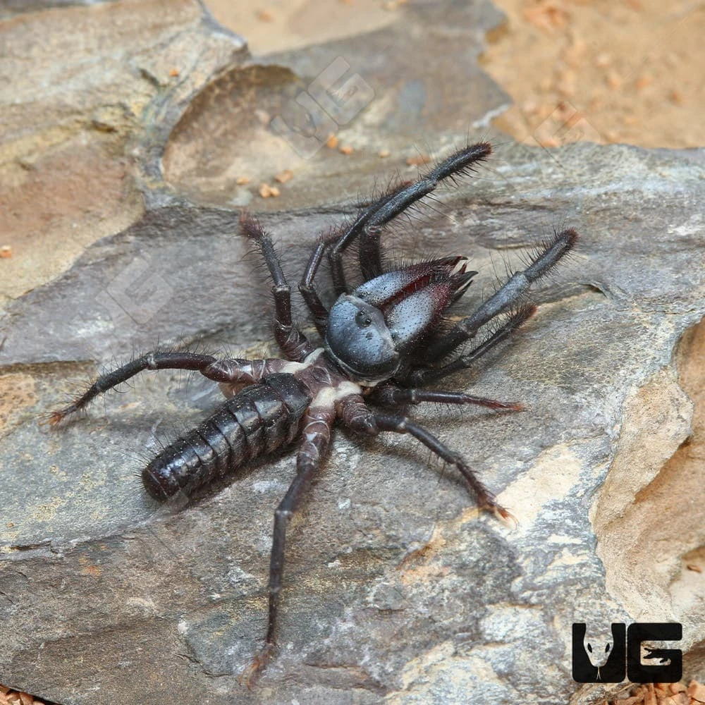 Black Sun Spider - Image 3