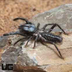 Black Sun Spider