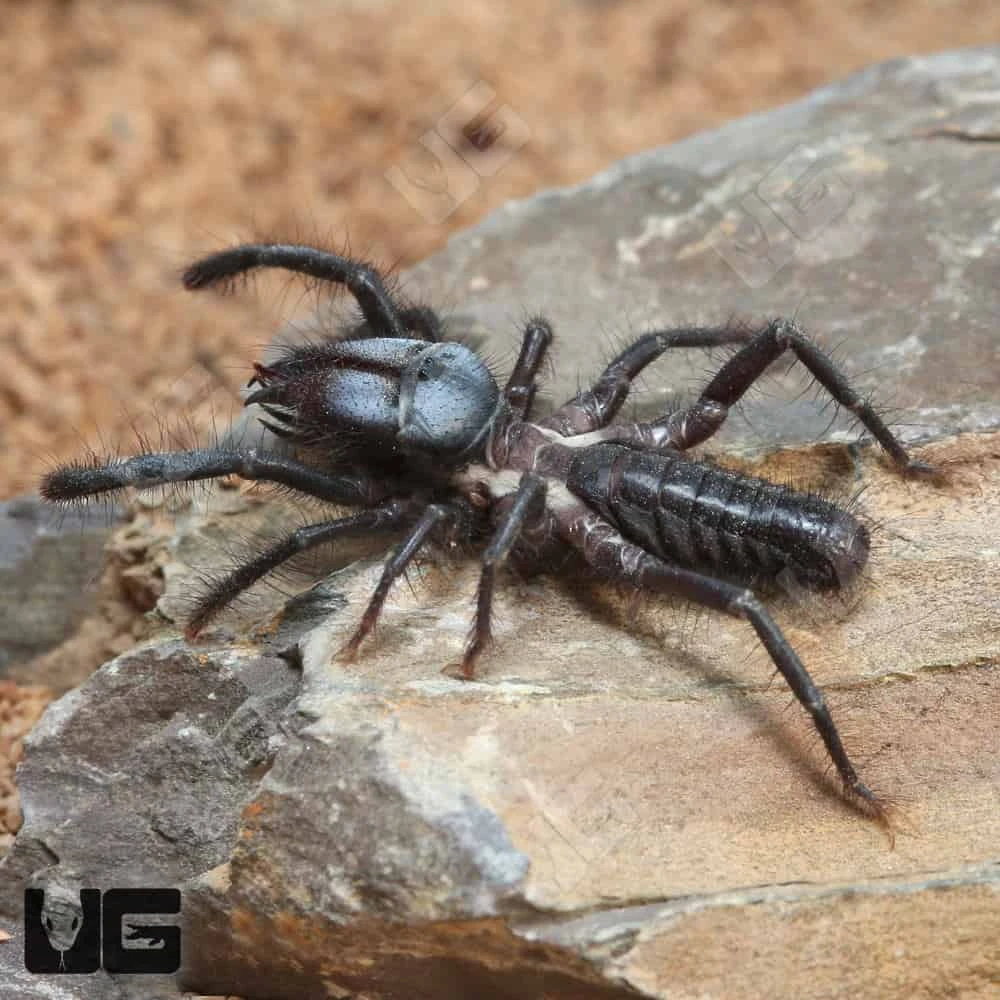 Black Sun Spider