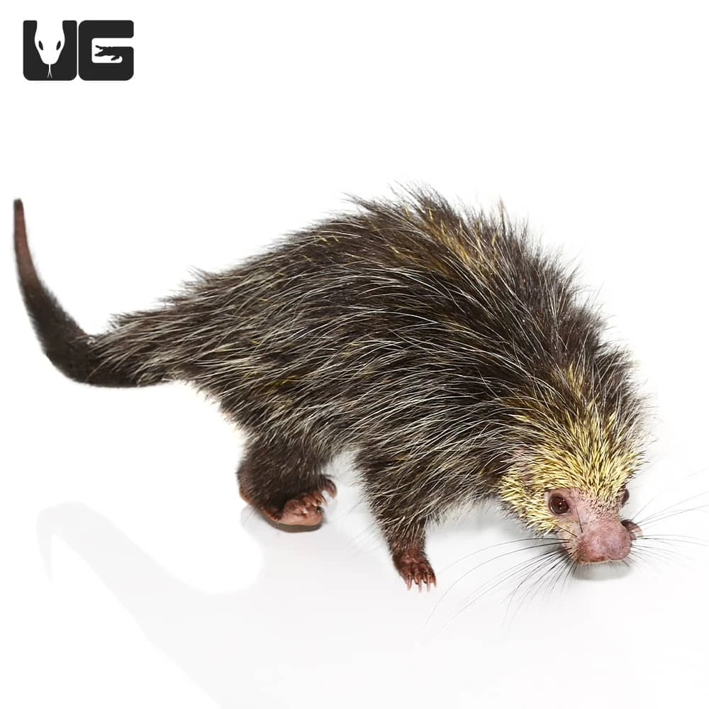 Black Tailed Hairy Dwarf Porcupine Pair - Image 3