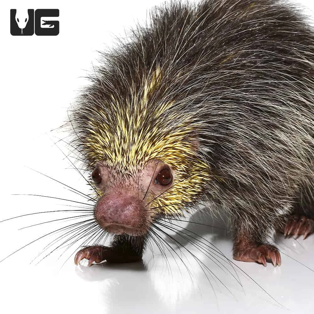 Black Tailed Hairy Dwarf Porcupine Pair - Image 4