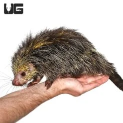 Black Tailed Hairy Dwarf Porcupine Pair