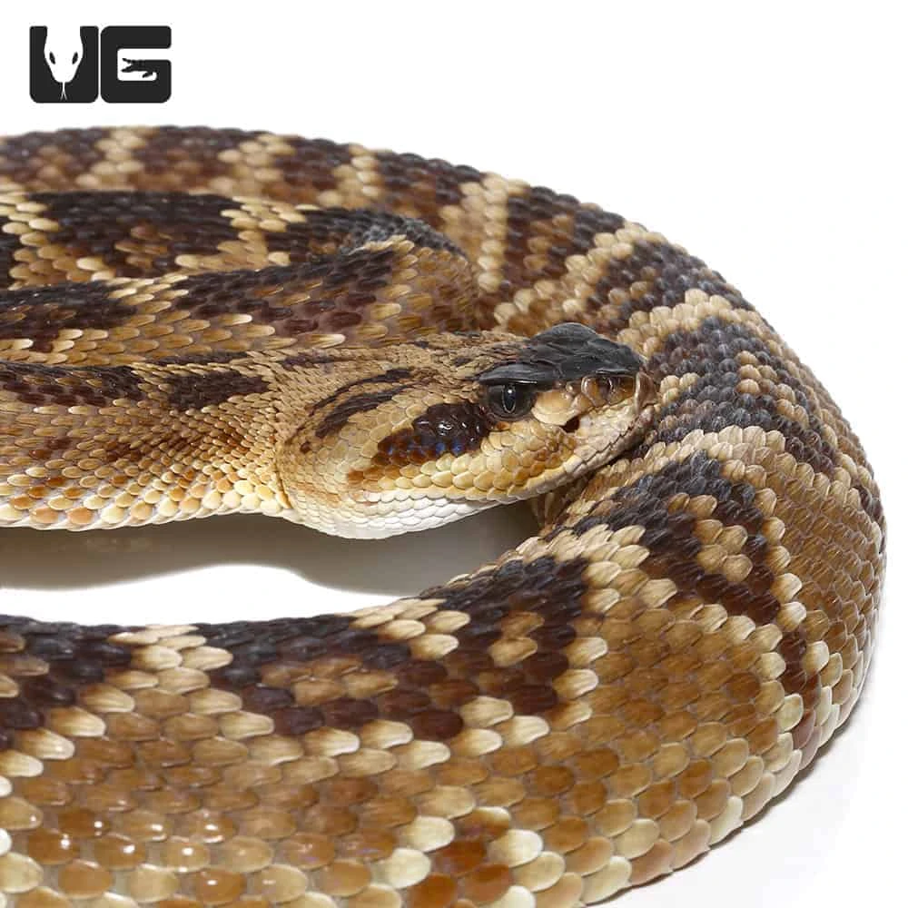 Texas Blacktail Rattlesnake (Yellow Phase)