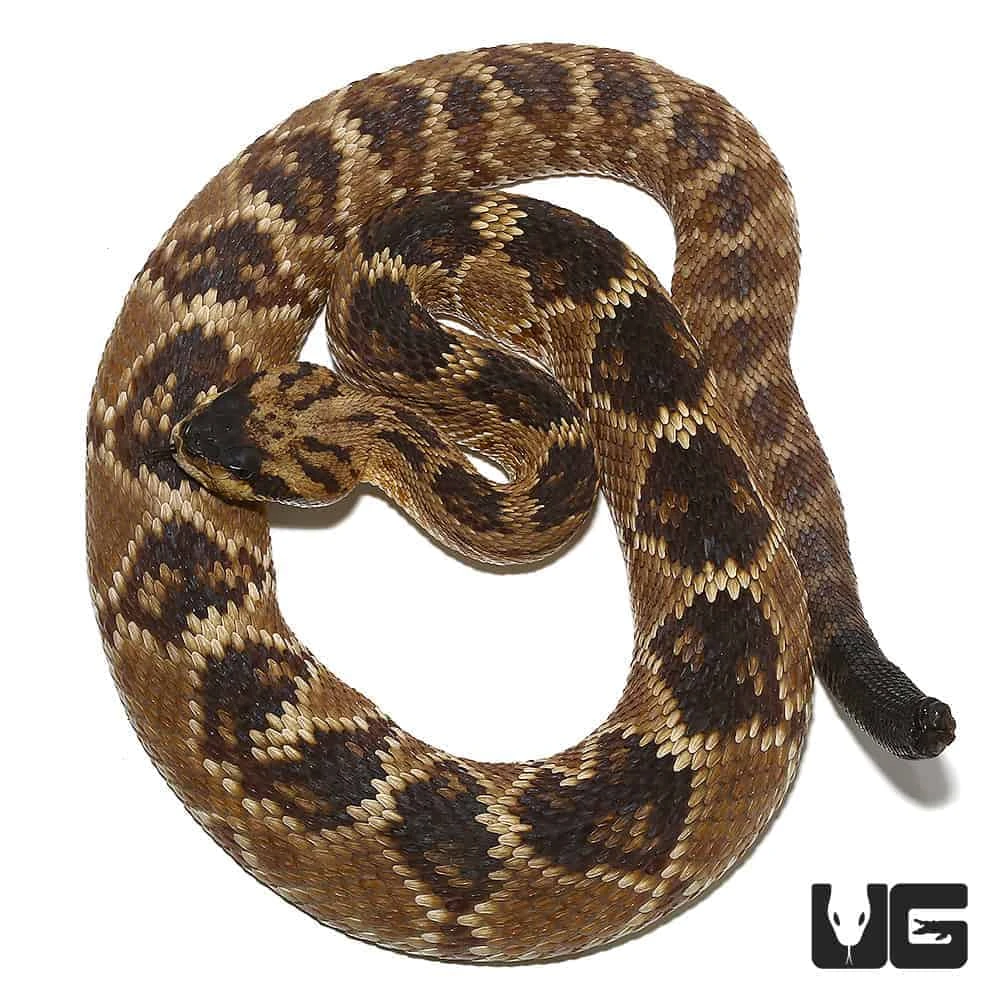 Texas Blacktail Rattlesnake (Yellow Phase) - Image 2