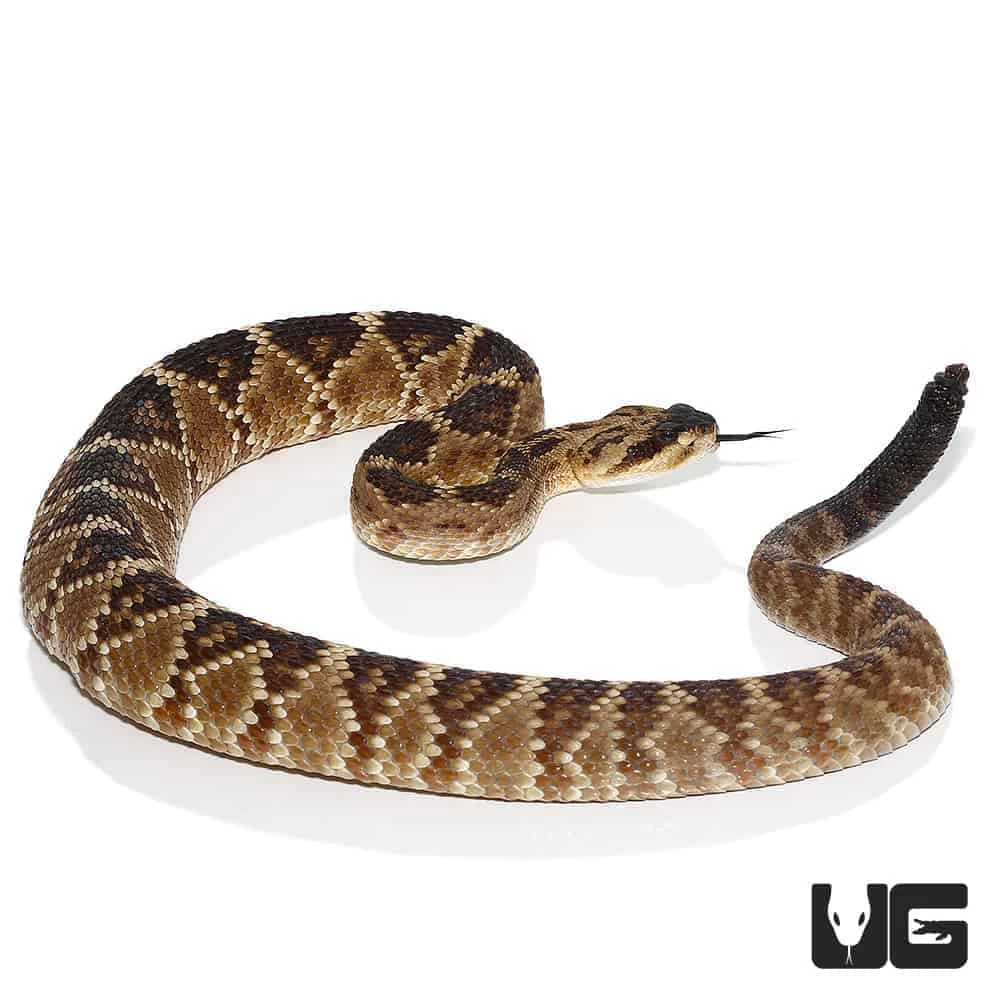 Texas Blacktail Rattlesnake (Yellow Phase) - Image 3
