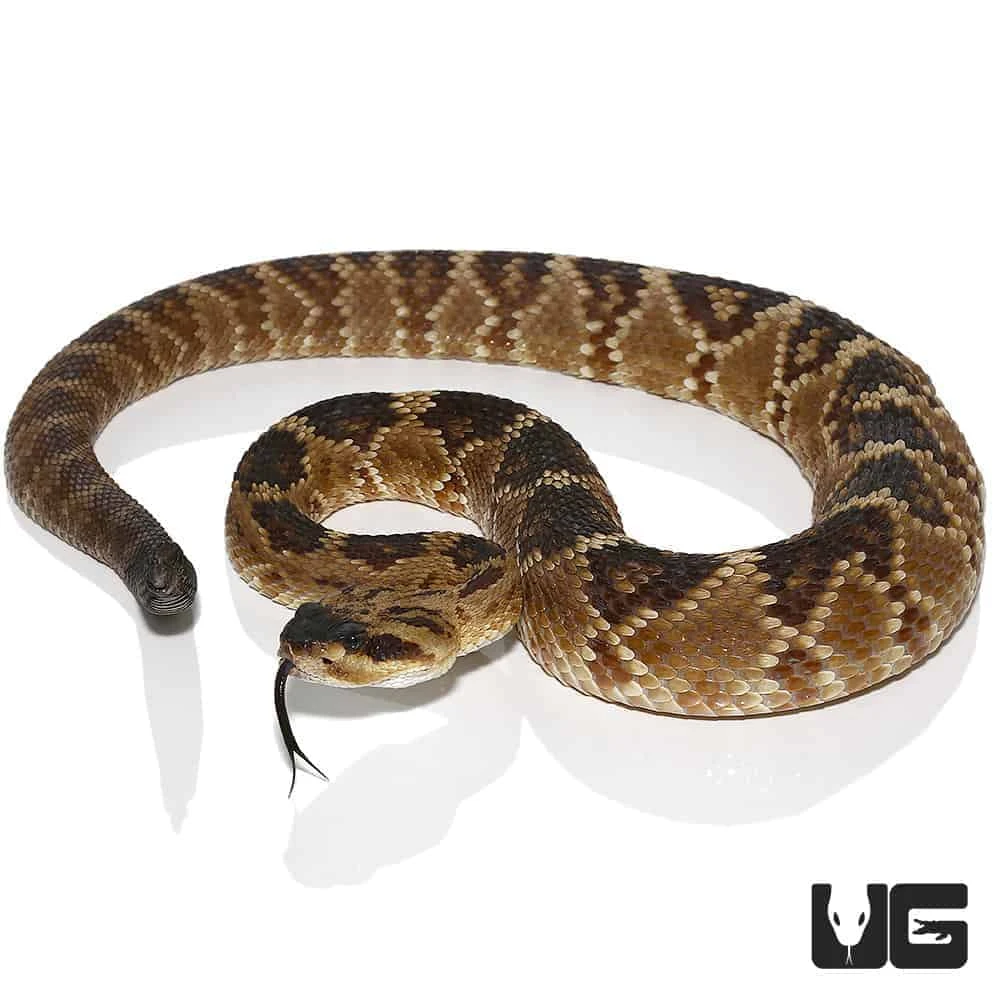 Texas Blacktail Rattlesnake (Yellow Phase) - Image 4