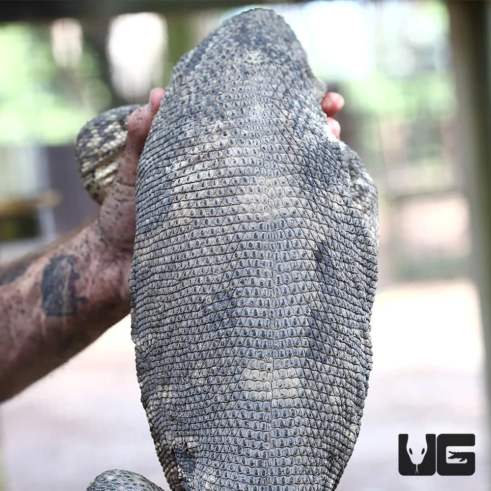 Male Black Throat Monitor - Image 4