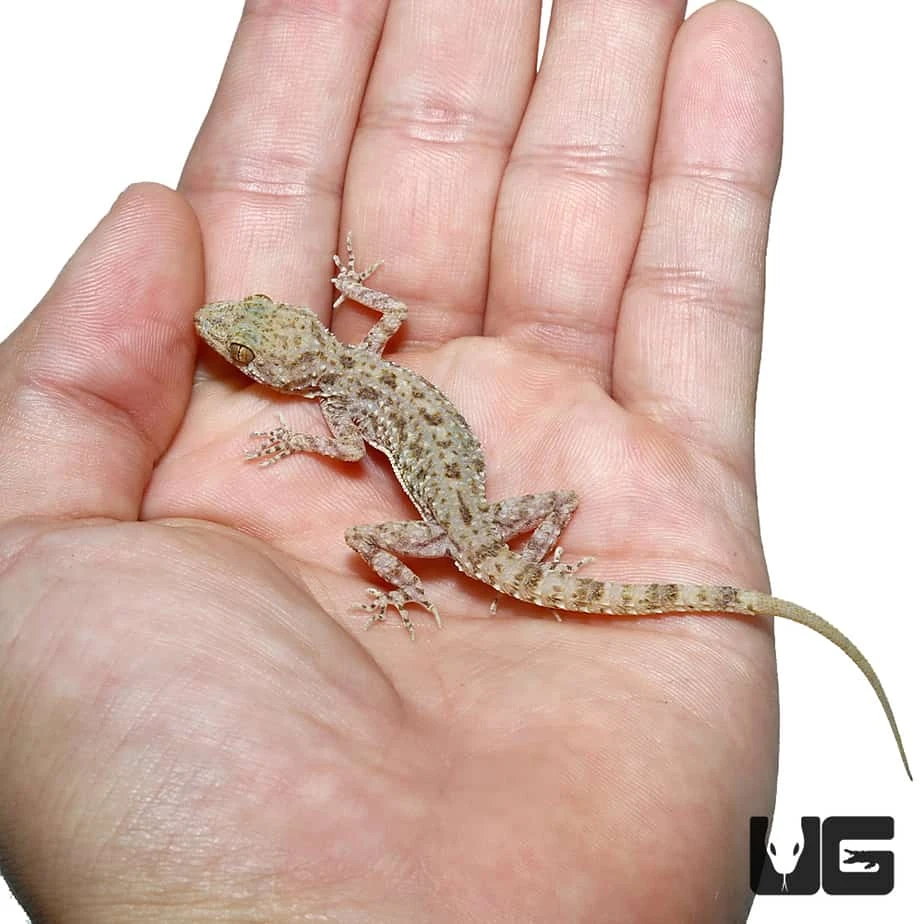 Blanford’s Gecko - Image 2