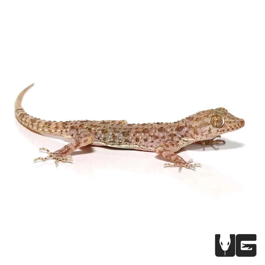 Blanford’s Gecko - Image 3
