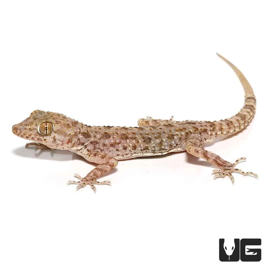 Blanford’s Gecko - Image 4