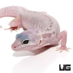 Juvenile Blizzard Leopard Gecko