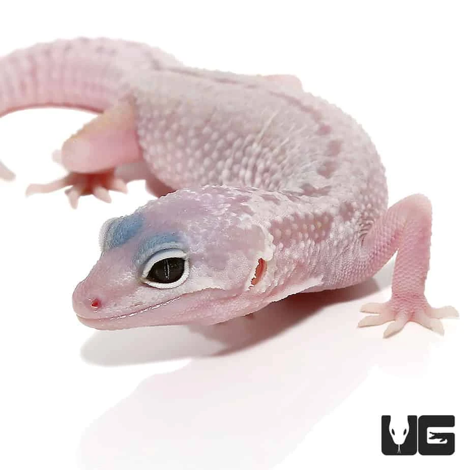 Juvenile Blizzard Leopard Gecko