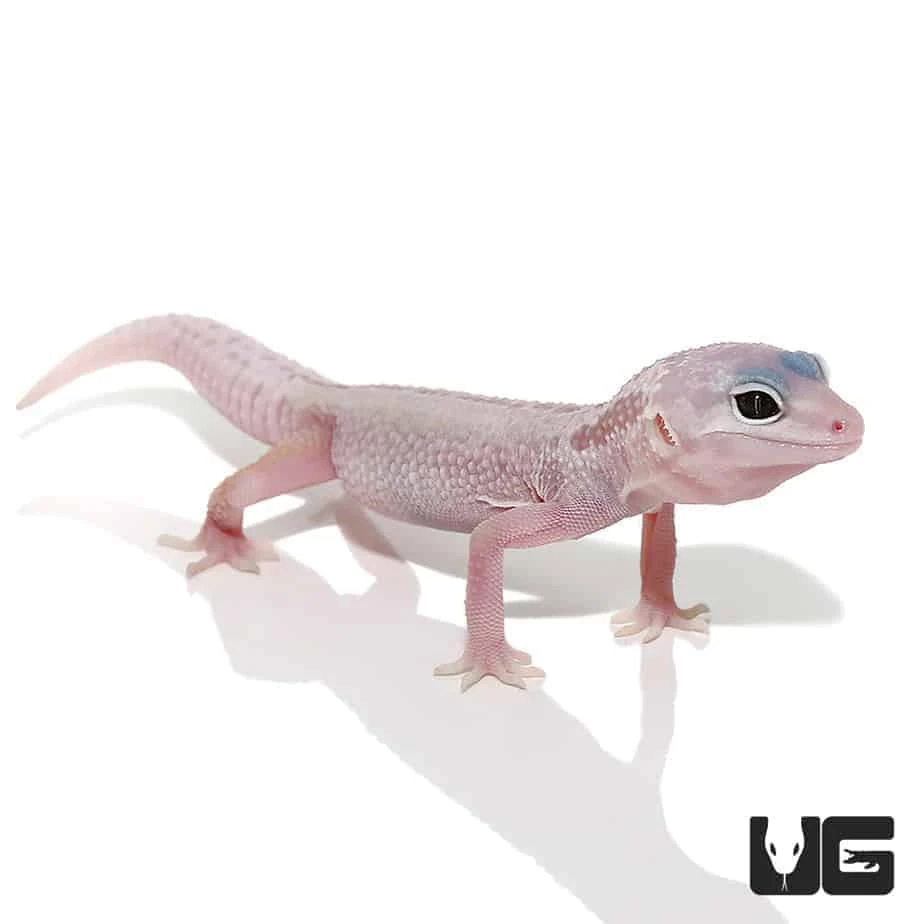 Juvenile Blizzard Leopard Gecko - Image 3
