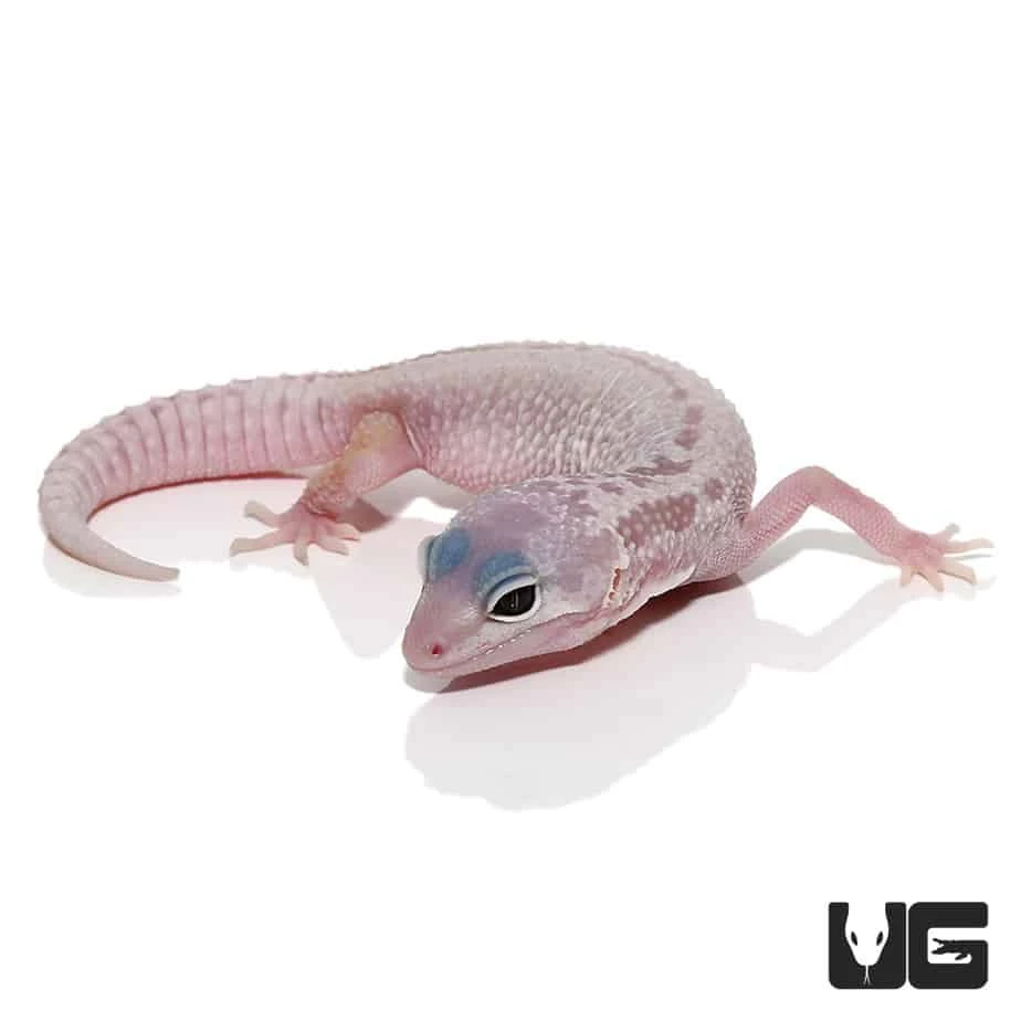 Juvenile Blizzard Leopard Gecko - Image 4