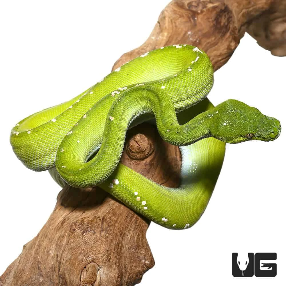 Adult Female Blue Belly Aru Green Tree Python - Image 2