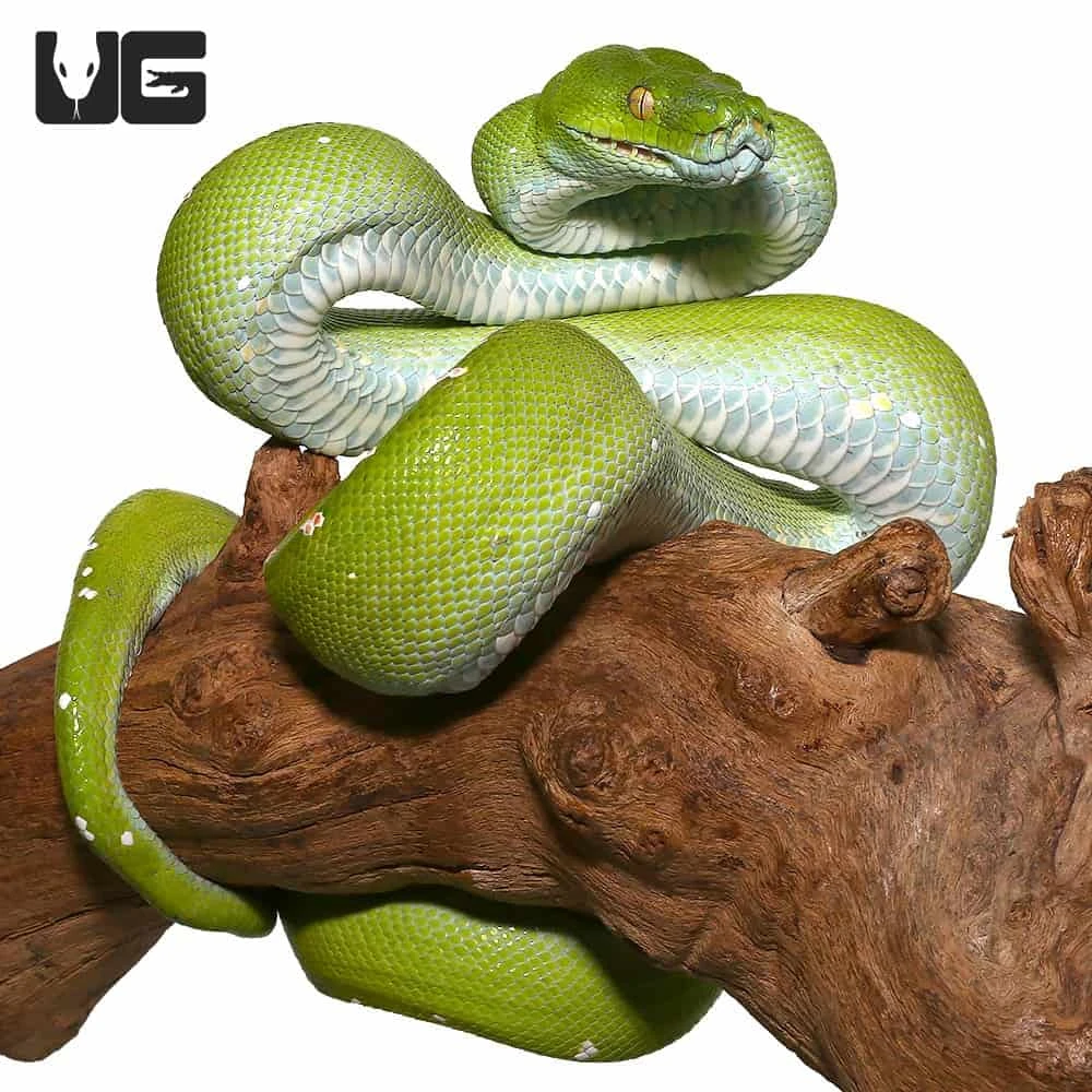 Adult Female Blue Belly Aru Green Tree Python - Image 3