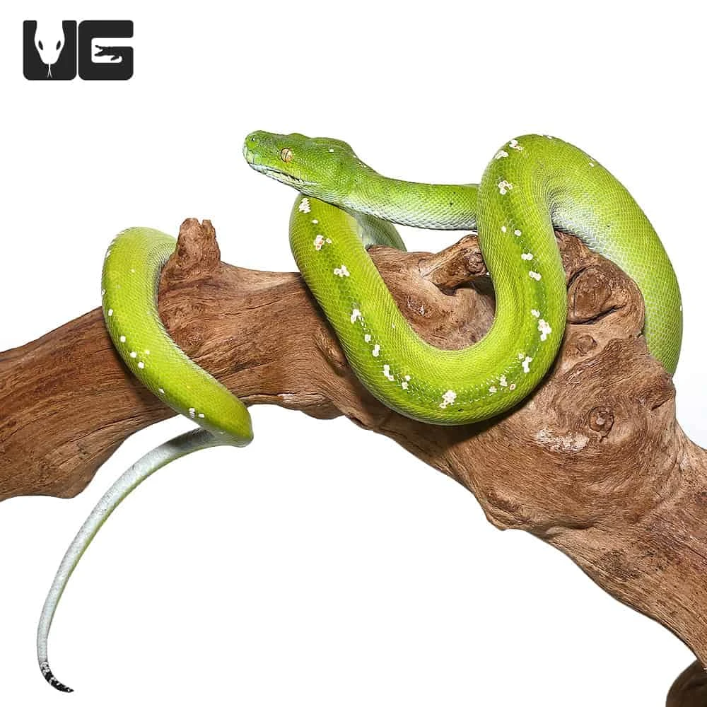 Adult Female Blue Belly Aru Green Tree Python - Image 4