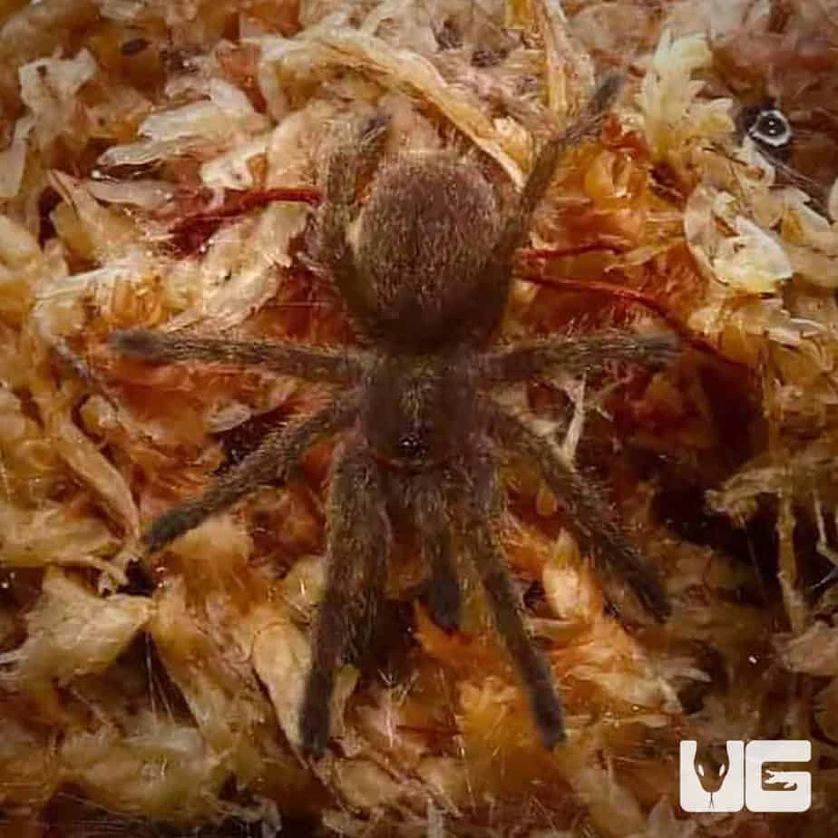 Blue Foot Baboon Tarantula (.5 – 1”)