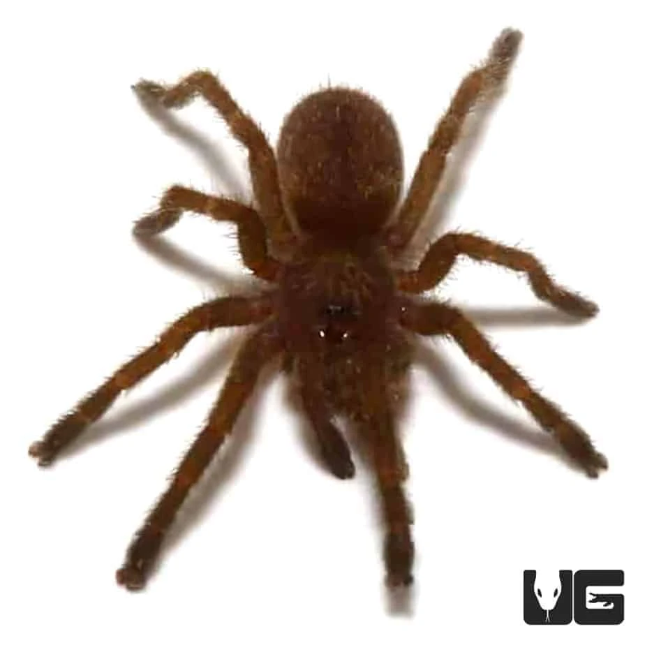 Blue Foot Baboon Tarantula (.5 – 1”) - Image 2