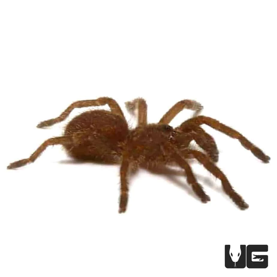 Blue Foot Baboon Tarantula (.5 – 1”) - Image 3