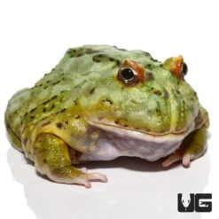 Female Adult Blue Samurai Pacman Frog 100g