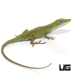 Blue Striped Green Anole Trio