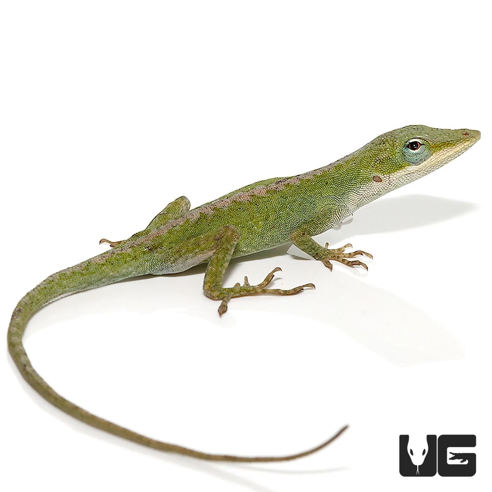 Blue Striped Green Anole Trio