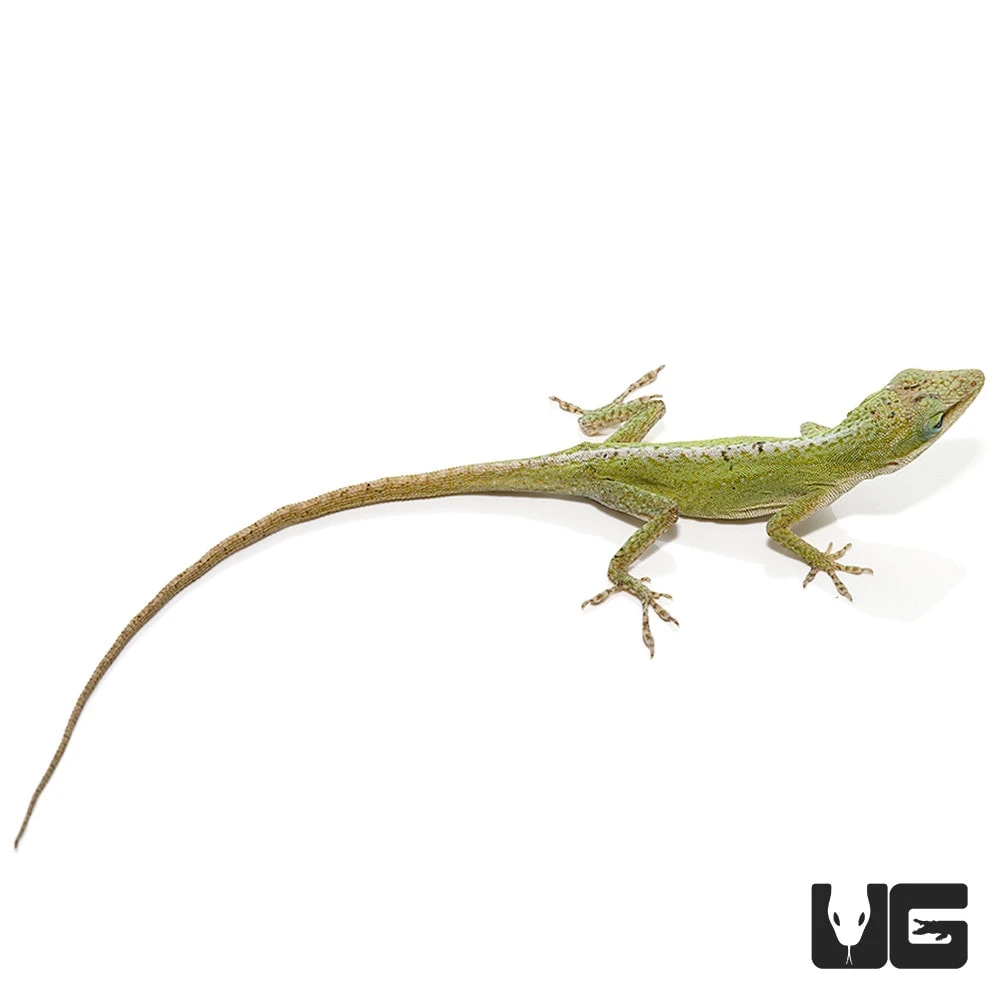 Blue Striped Green Anole Trio - Image 3