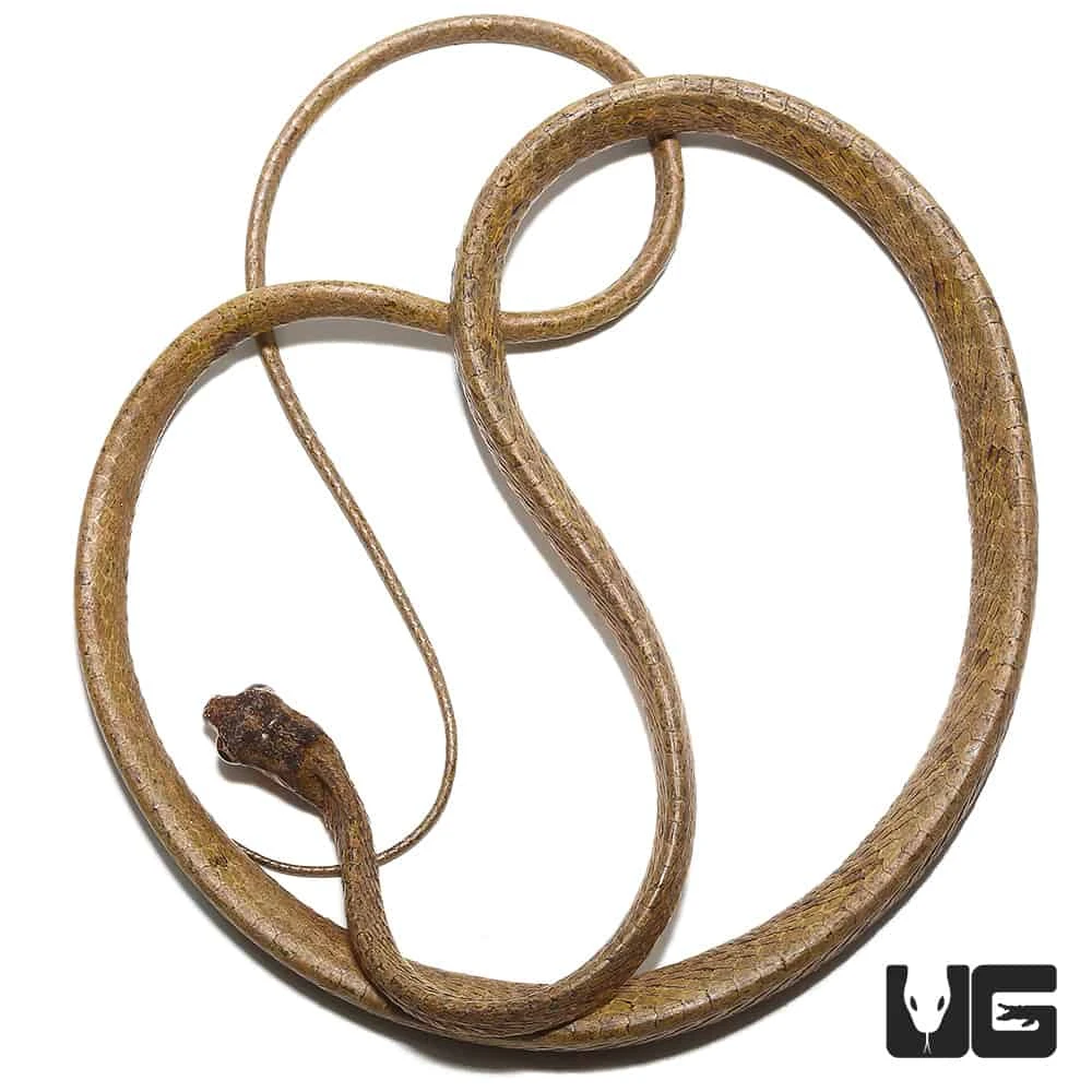 Blunt-Headed Slug Eating Snake - Image 3