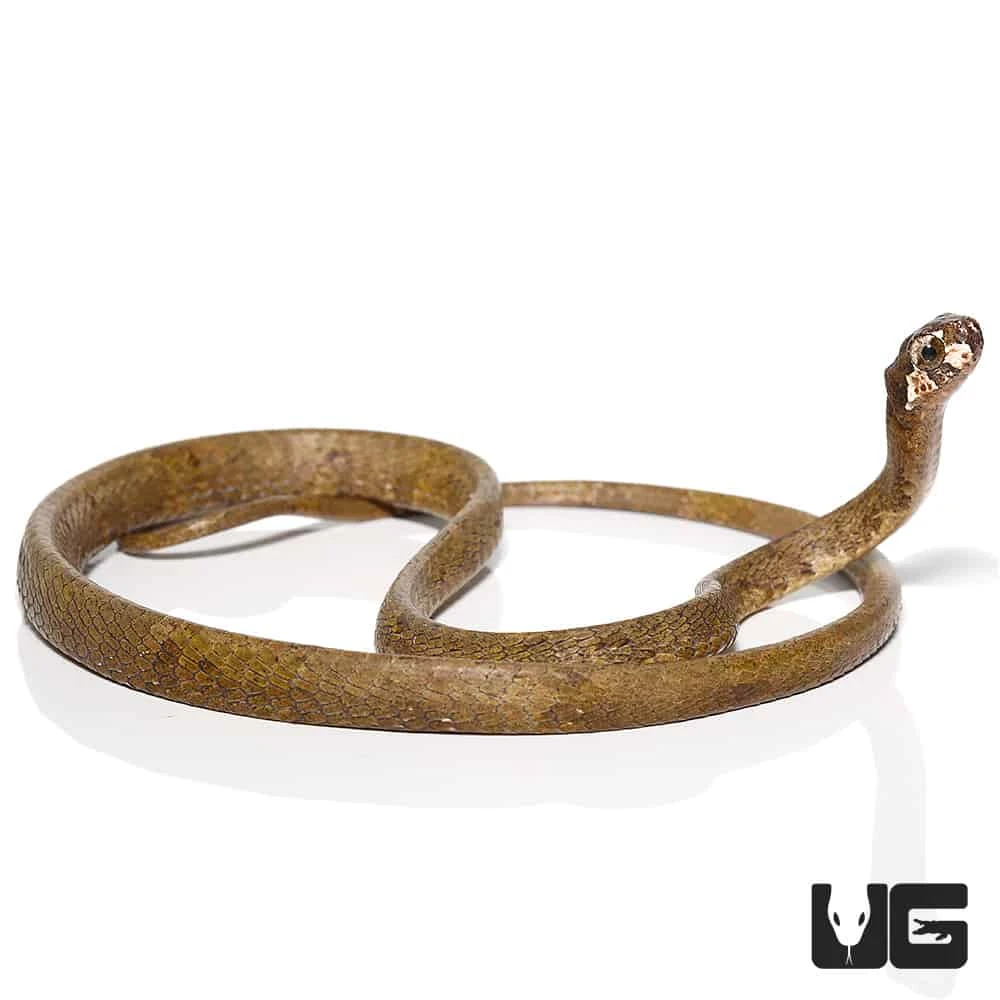 Blunt-Headed Slug Eating Snake - Image 2