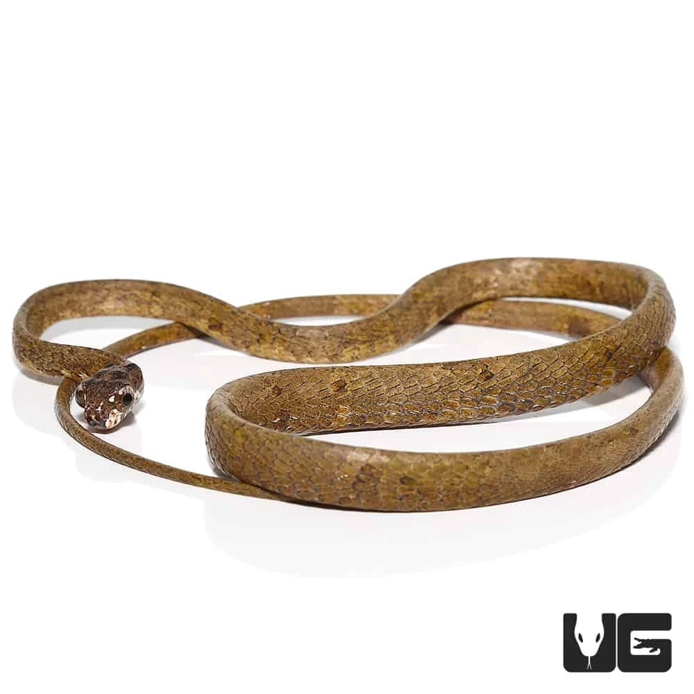 Blunt-Headed Slug Eating Snake - Image 4