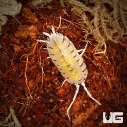 Porcellio Bolivari Bolivari Isopods