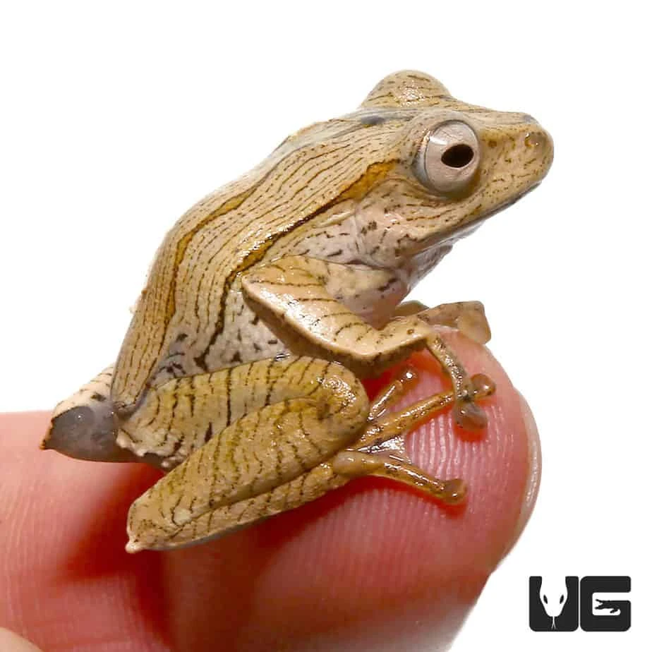 Borneo Eared Frog - Image 2