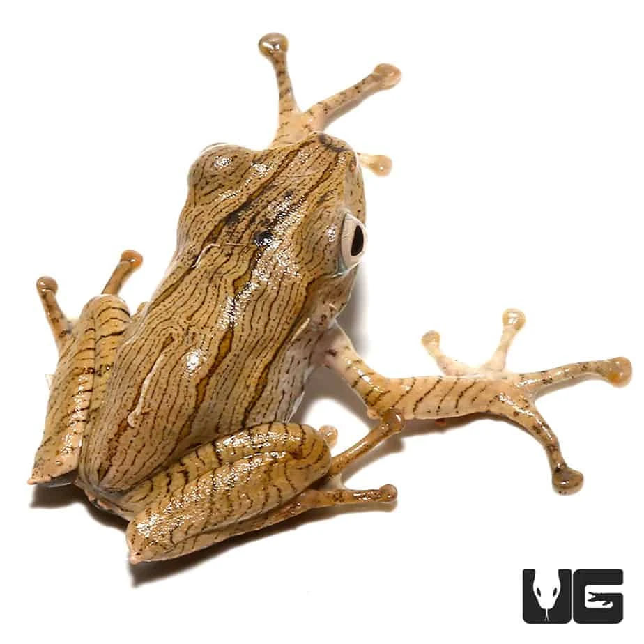 Borneo Eared Frog - Image 4