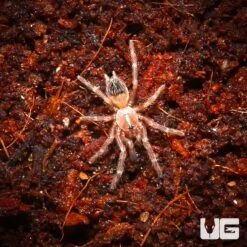 Brazilian Black And White Tarantula (.25 – .5”)