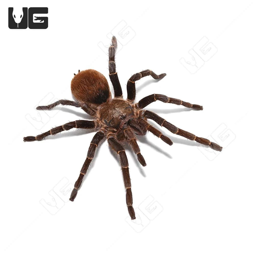 Rusty Bird Eating Tarantula (3 โ 4โ) - Image 4